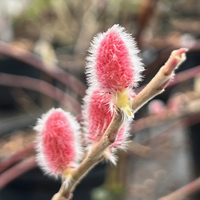 Salix gracilistyla 'Mount Aso'